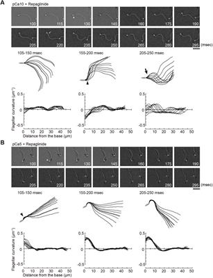 Calaxin is required for asymmetric bend initiation and propagation in sperm flagella